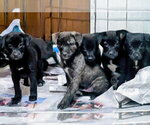 Small #2 Labrador Retriever Mix