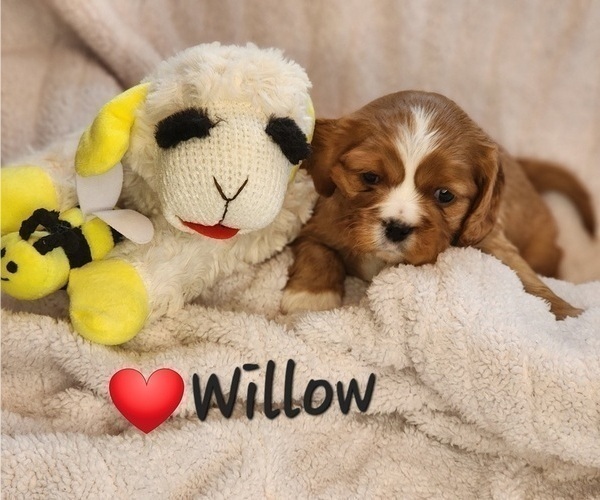 Medium Photo #1 Cavalier King Charles Spaniel Puppy For Sale in ALTON, NH, USA