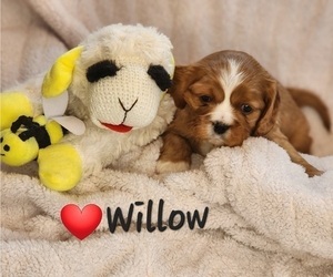Cavalier King Charles Spaniel Puppy for Sale in ALTON, New Hampshire USA