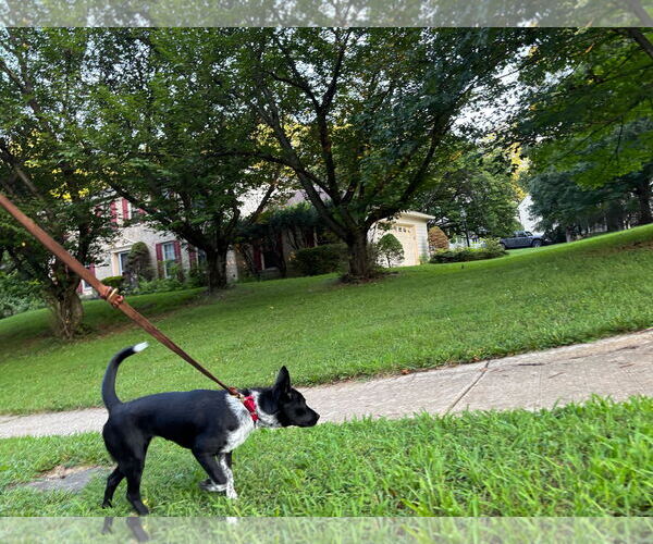 Medium Photo #4 Mutt Puppy For Sale in Garden City, NY, USA