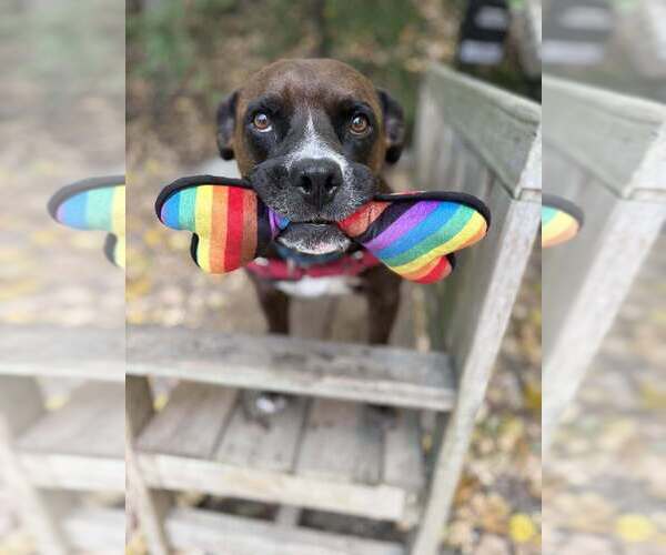 Medium Photo #6 Mutt Puppy For Sale in Elmsford, NY, USA