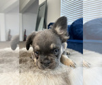 Small Photo #31 French Bulldog Puppy For Sale in BAKERSFIELD, CA, USA
