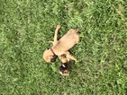 Puppy 10 Bloodhound