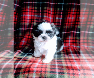 Shih Tzu Puppy for sale in INDIANAPOLIS, IN, USA