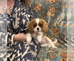 Small #5 Cavalier King Charles Spaniel