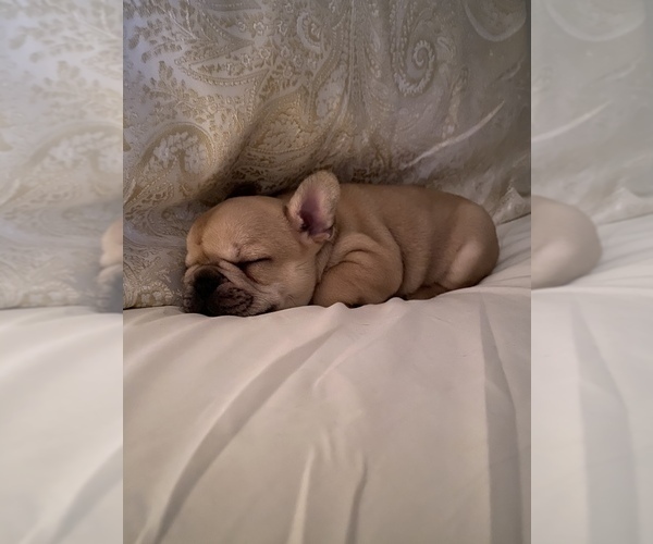 Medium Photo #5 French Bulldog Puppy For Sale in CROWNSVILLE, MD, USA