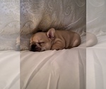 Small Photo #5 French Bulldog Puppy For Sale in CROWNSVILLE, MD, USA