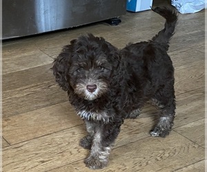 Australian Labradoodle Puppy for Sale in NEWMARKET, New Hampshire USA