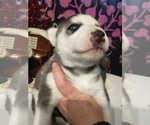 Small Photo #14 Siberian Husky Puppy For Sale in DANBY, VT, USA