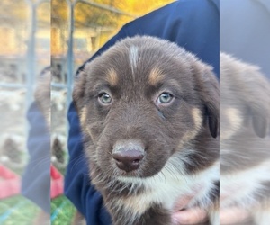 Australian Shepherd Puppy for sale in LISBON, OH, USA