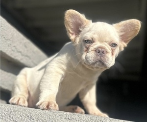 French Bulldog Puppy for sale in DENVER, CO, USA