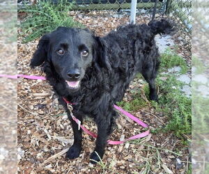 Poodle (Miniature)-Unknown Mix Dogs for adoption in Waterford, VA, USA