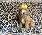 Small #1 Cockapoo (Miniature)