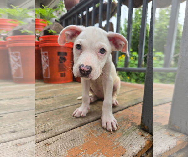 Medium Photo #2 Bullboxer Pit Puppy For Sale in Duluth, MN, USA