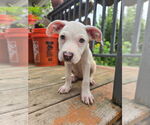 Small #1 Bullboxer Pit