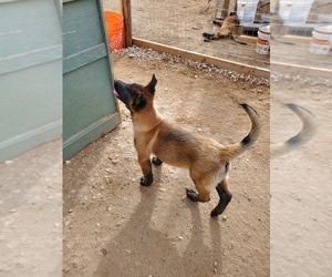 Belgian Malinois Puppy for sale in WRIGHTWOOD, CA, USA