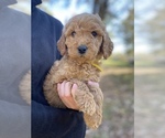 Small Photo #3 Goldendoodle Puppy For Sale in CROCKETT, TX, USA