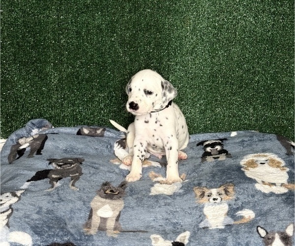 Medium Photo #5 Dalmatian Puppy For Sale in FORT WORTH, TX, USA
