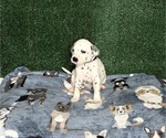 Puppy Kingston Dalmatian