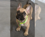 Small Photo #9 French Bulldog Puppy For Sale in MILWAUKEE, WI, USA