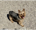 Small Photo #1 Shorkie Tzu Puppy For Sale in MOUNT PLEASANT, MI, USA