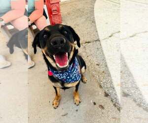 Rottweiler-Unknown Mix Dogs for adoption in Houston, TX, USA