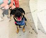 Small Rottweiler Mix