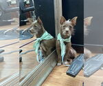 Small #7 Chihuahua Mix