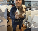 Small #2 Dachshund