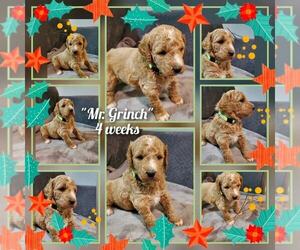 Golden Mountain Doodle  Puppy for Sale in APPLE VALLEY, California USA