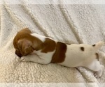Small Photo #15 Jack Russell Terrier Puppy For Sale in FORT PIERCE, FL, USA