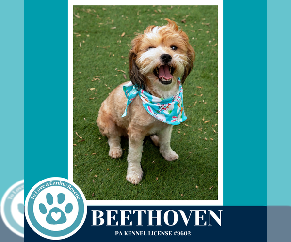 Medium Photo #4 Shih Tzu-Unknown Mix Puppy For Sale in Kimberton, PA, USA