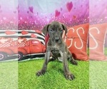 Small #7 Catahoula Leopard Dog