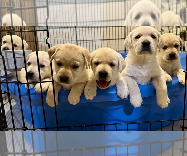 Medium Photo #1 Labrador Retriever Puppy For Sale in BROOKVILLE, PA, USA