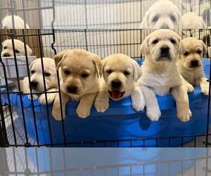 Labrador Retriever Puppy for sale in BROOKVILLE, PA, USA