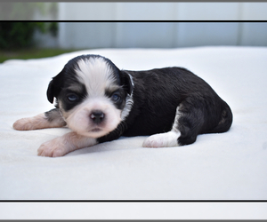 Auss-Tzu Puppy for sale in PALM COAST, FL, USA