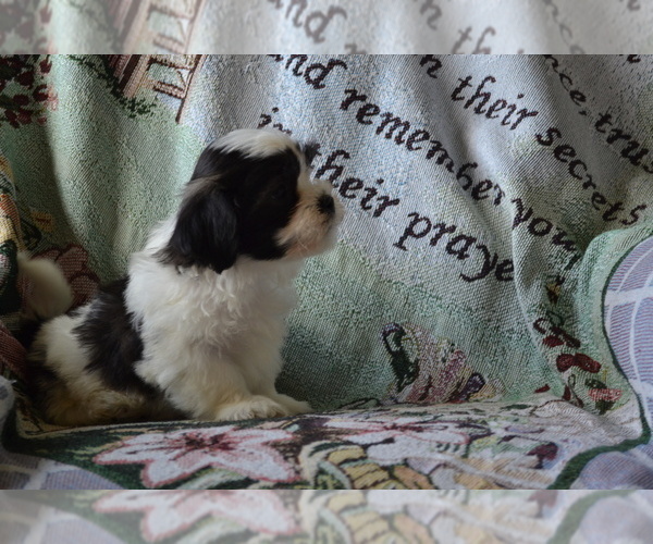Medium Photo #2 Zuchon Puppy For Sale in GREENWOOD, WI, USA