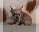 Image preview for Ad Listing. Nickname: SAMMY LILAC