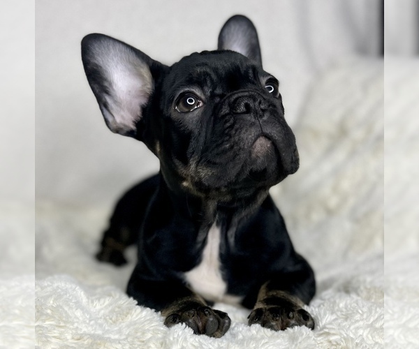 Medium Photo #18 French Bulldog Puppy For Sale in BOTHELL, WA, USA