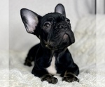 Small Photo #18 French Bulldog Puppy For Sale in BOTHELL, WA, USA