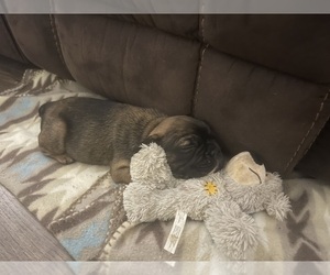 French Bulldog Puppy for sale in WEAVERVILLE, NC, USA