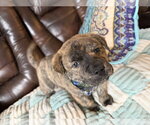 Small #14 American Staffordshire Terrier-German Shepherd Dog Mix