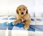 Small #2 Golden Retriever