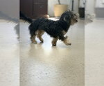 Small #2 Dachshund Mix