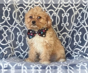 Cavapoo-Poodle (Miniature) Mix Puppy for sale in LAKELAND, FL, USA
