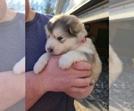 Small #6 Alaskan Malamute