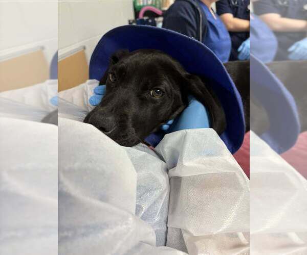Medium Photo #2 Labrador Retriever-Unknown Mix Puppy For Sale in New York, NY, USA