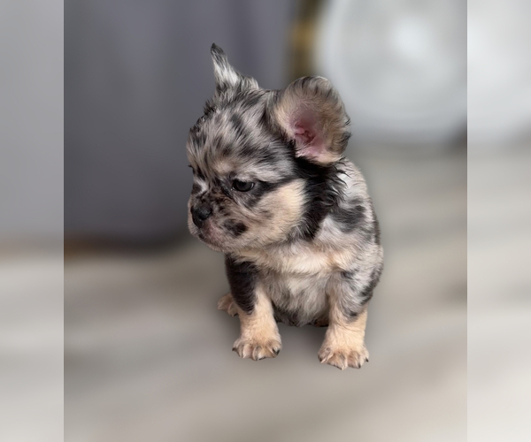 Medium Photo #6 French Bulldog Puppy For Sale in PALMDALE, CA, USA