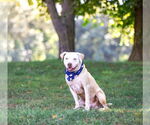 Small Photo #13 Mutt Puppy For Sale in Unionville, PA, USA