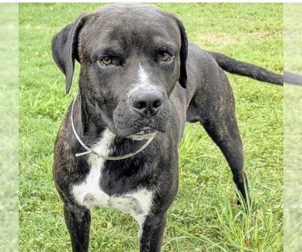 Medium Photo #1 Mutt Puppy For Sale in Houston, TX, USA